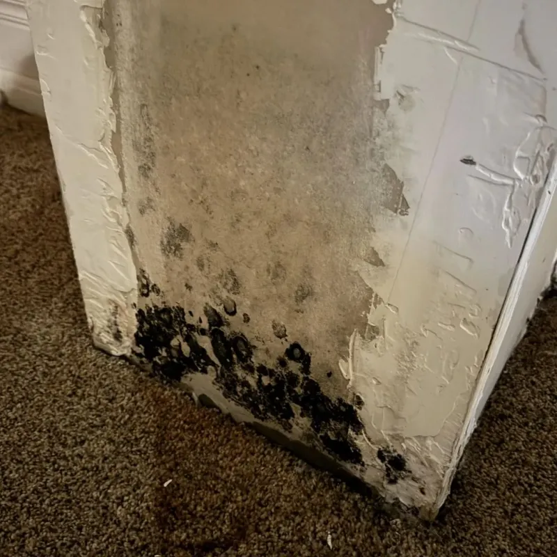 Professional Mold Removal in West Raleigh, NC